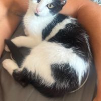 Arthur un amour de chaton #5
