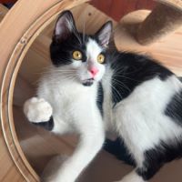 Arthur un amour de chaton