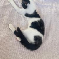 Arthur un amour de chaton #7