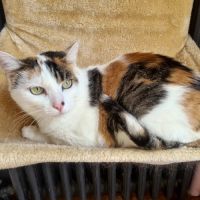 Astrid- adulte adorable