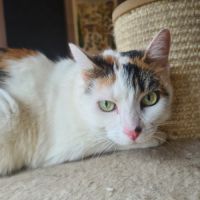Astrid- adulte adorable #2