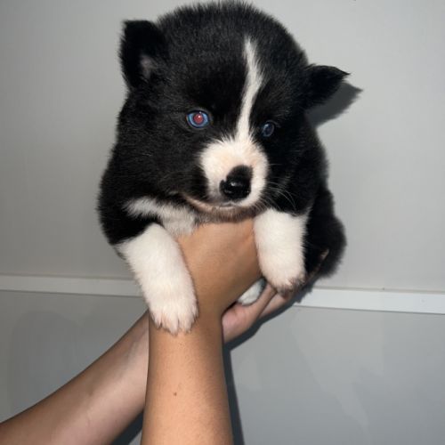 Chiots pomsky à réserver #3