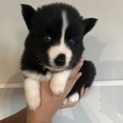 Chiots pomsky à réserver #4