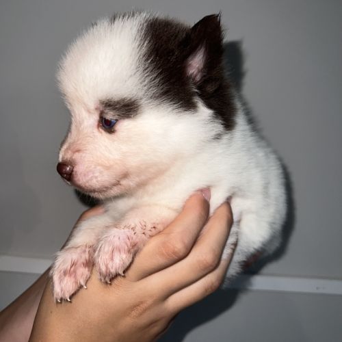 Chiots pomsky à réserver #5