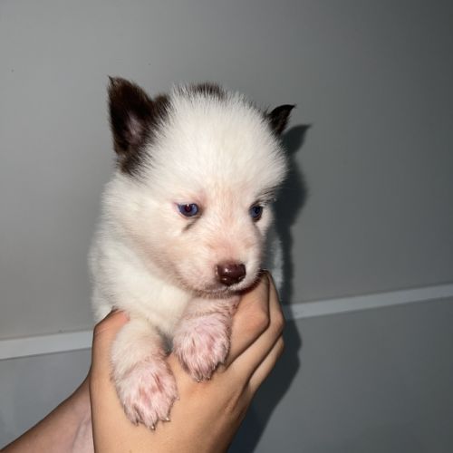 Chiots pomsky à réserver #6
