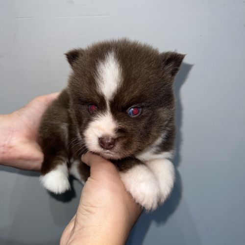 Chiots pomsky à réserver #7