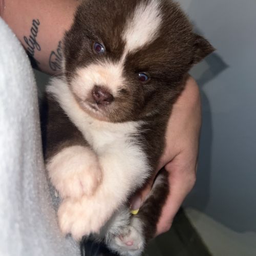 Chiots pomsky à réserver #8
