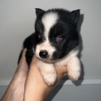 Chiots pomsky à réserver #1
