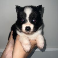 Chiots pomsky à réserver