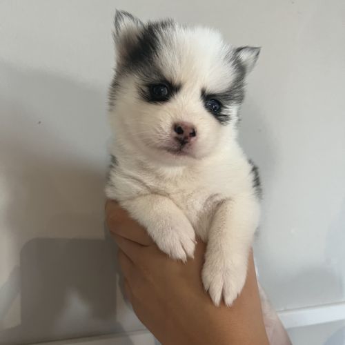 Pomsky chiots a réservé #0