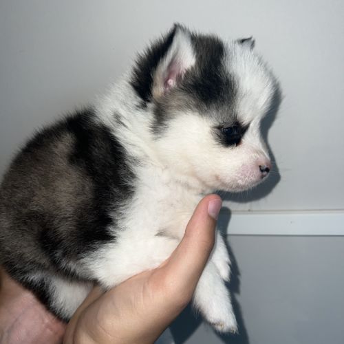 Pomsky chiots a réservé #2