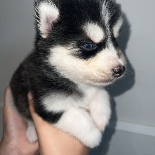 Pomsky chiots a réservé #3