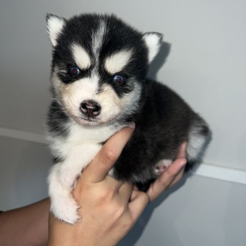 Pomsky chiots a réservé #4