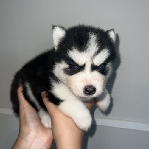 Pomsky chiots a réservé #8