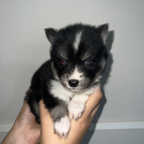 Pomsky chiots a réservé #9