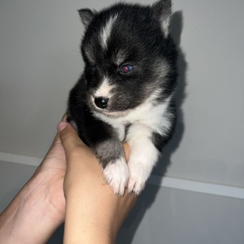 Pomsky chiots a réservé #10