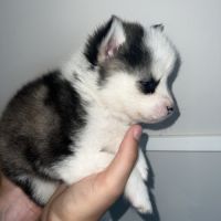 Pomsky chiots a réservé #2