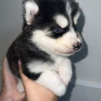 Pomsky chiots a réservé #3