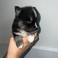 Pomsky chiots a réservé #5