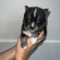 Pomsky chiots a réservé #6