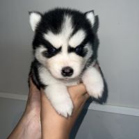 Pomsky chiots a réservé #7