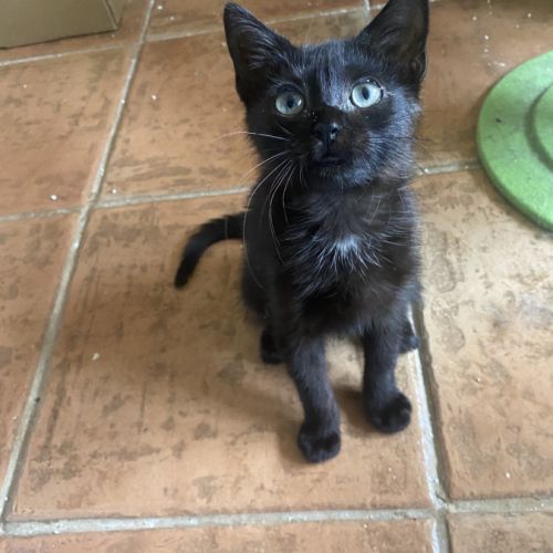 Tarzan - adorable chaton #0