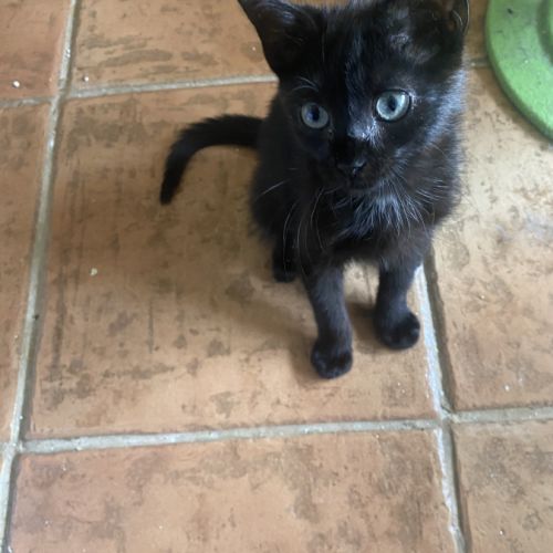Tarzan - adorable chaton #3