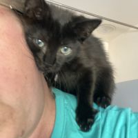 Tarzan - adorable chaton #1