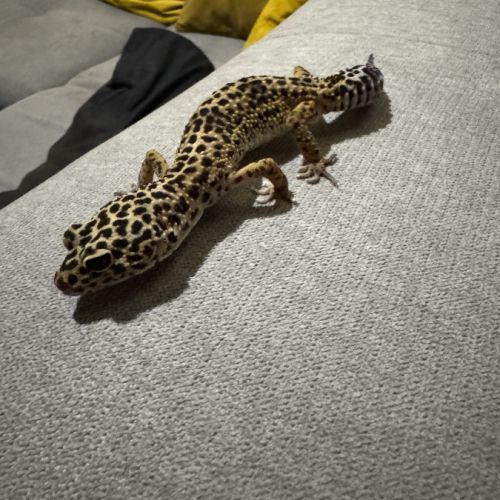 Gecko léopard black night mack snow het #3