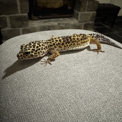 Gecko léopard black night mack snow het