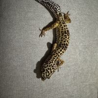 Gecko léopard black night mack snow het #1