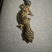Gecko léopard black night mack snow het #2