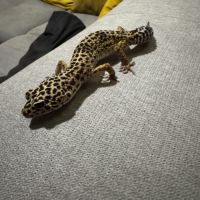Gecko léopard black night mack snow het #3