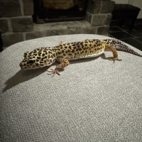 Gecko léopard black night mack snow het #0