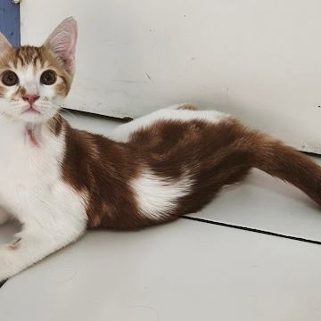 Kiwi- adorable chaton #1