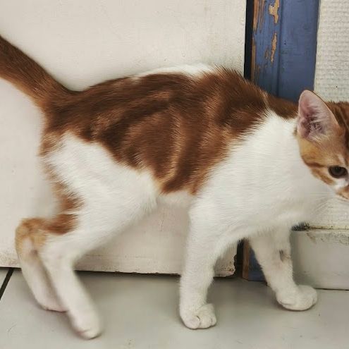 Kiwi- adorable chaton #2
