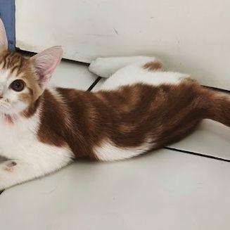 Kiwi- adorable chaton #0