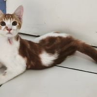 Kiwi- adorable chaton #1