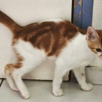 Kiwi- adorable chaton #2