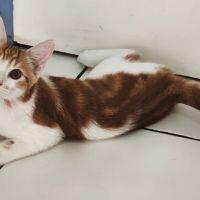 Kiwi- adorable chaton