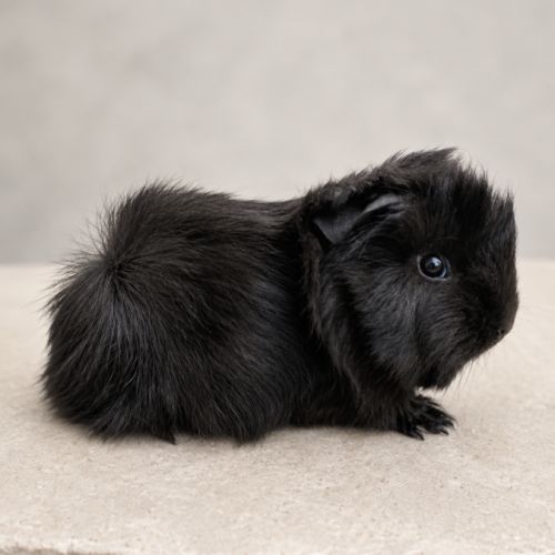 Cochon d'inde de race