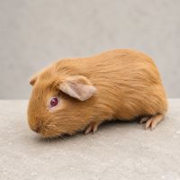 Cochon d'inde de race #1