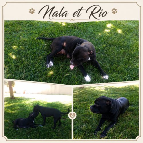 Chiots staffie - staffordshire bull terrier #1