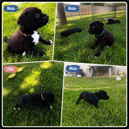 Chiots staffie - staffordshire bull terrier #0