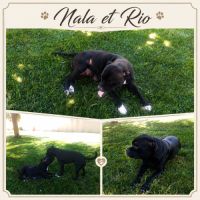 Chiots staffie - staffordshire bull terrier #1