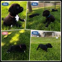 Chiots staffie - staffordshire bull terrier