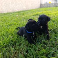 Chiots staffie - staffordshire bull terrier #3