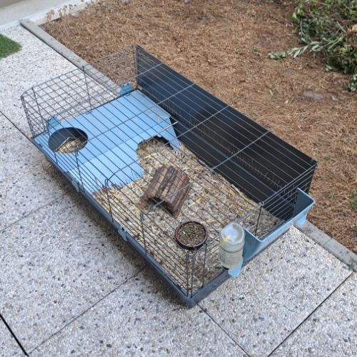 2 cochons d'inde à vendre avec tout le matériel #1