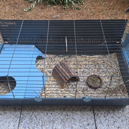 2 cochons d'inde à vendre avec tout le matériel #2