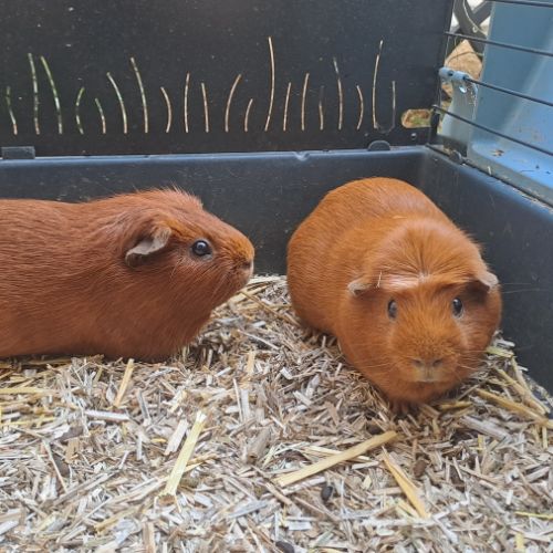 2 cochons d'inde à vendre avec tout le matériel #3
